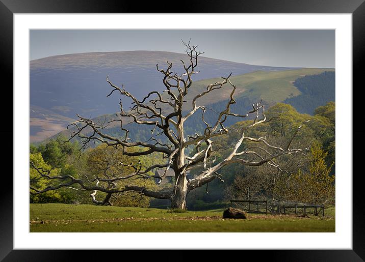 Dead tree and mountain Framed Mounted Print by Stephen Mole