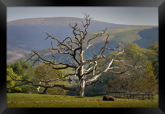 Dead tree and mountain Framed Print by Stephen Mole