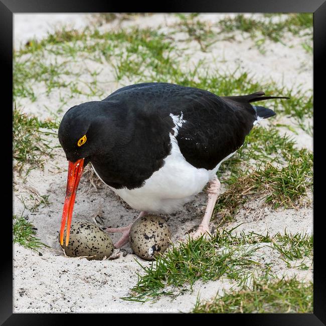 Magellanic Oystercatcher At The Nest (Haematopus) Framed Print by Steve de Roeck