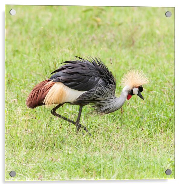 Grey Crowned Crane (Balearica regulorum) Acrylic by Steve de Roeck