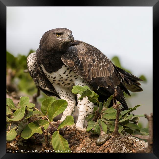 Martial Eagle With Prey (Polemaetus bellicosus) Framed Print by Steve de Roeck