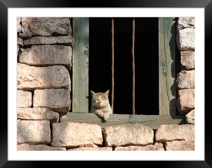 green window and a cat Framed Mounted Print by anurag gupta