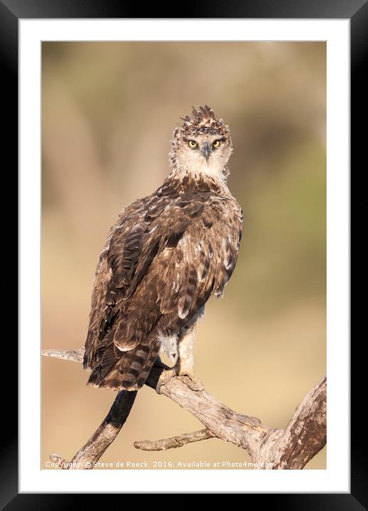 Tawney Eagle Juvenile (Aquila rapax) Framed Mounted Print by Steve de Roeck