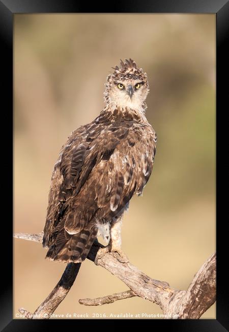 Tawney Eagle Juvenile (Aquila rapax) Framed Print by Steve de Roeck