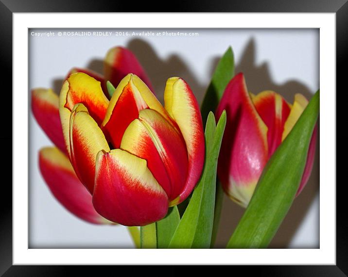 "TULIP TIME" Framed Mounted Print by ROS RIDLEY