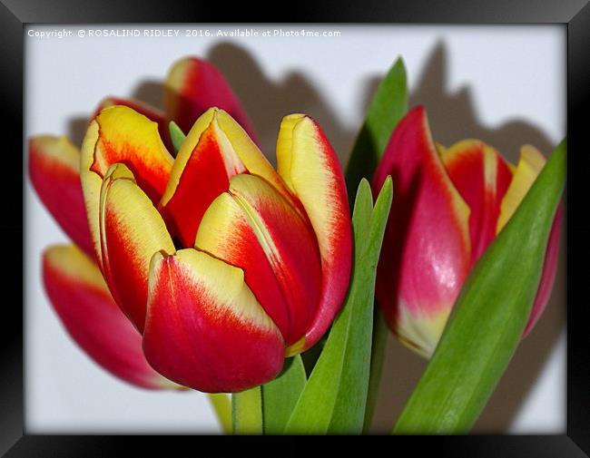 "TULIP TIME" Framed Print by ROS RIDLEY