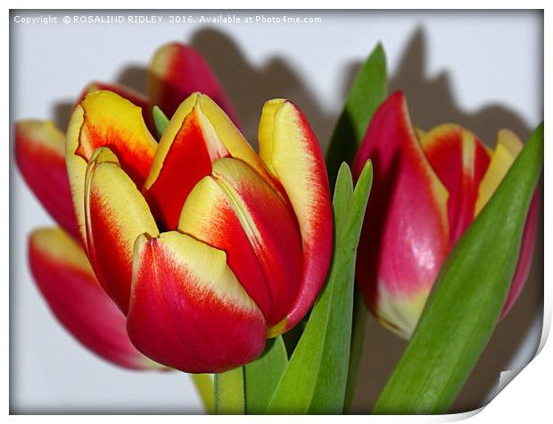 "TULIP TIME" Print by ROS RIDLEY