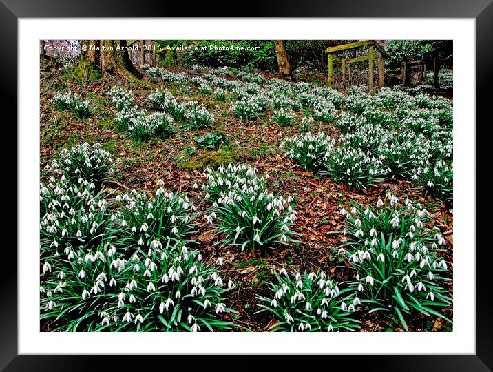 Woodland Snowdrops Framed Mounted Print by Martyn Arnold