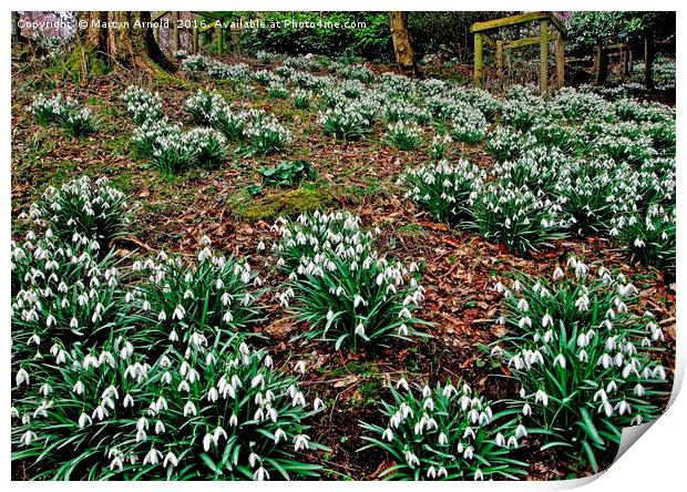 Woodland Snowdrops Print by Martyn Arnold