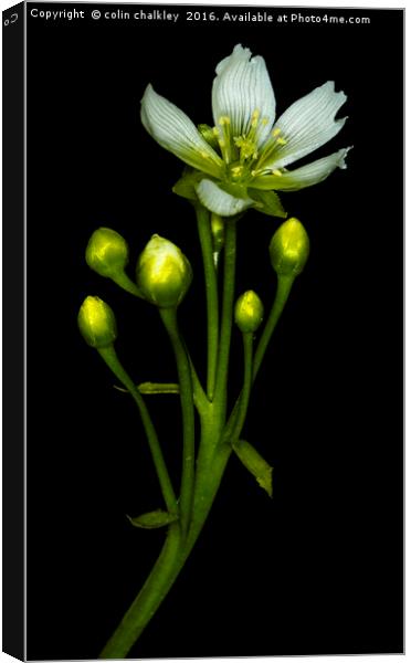Flower of the Venus Fly Trap Canvas Print by colin chalkley