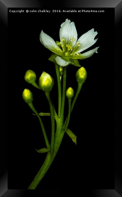 Flower of the Venus Fly Trap Framed Print by colin chalkley