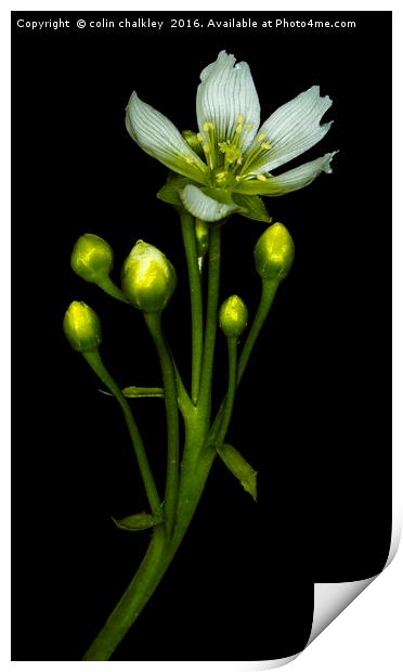 Flower of the Venus Fly Trap Print by colin chalkley