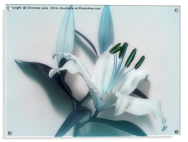 Lily Blues Acrylic by Christine Lake