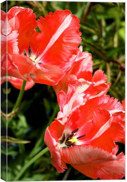 Parrot Tulips Canvas Print by Gavin Liddle