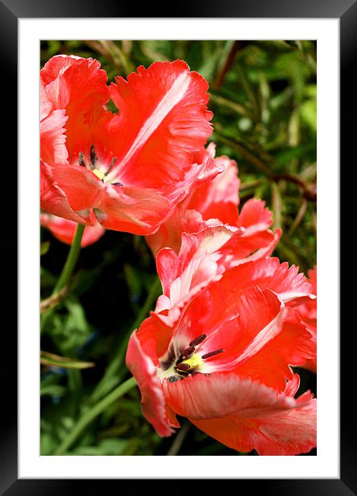 Parrot Tulips Framed Mounted Print by Gavin Liddle