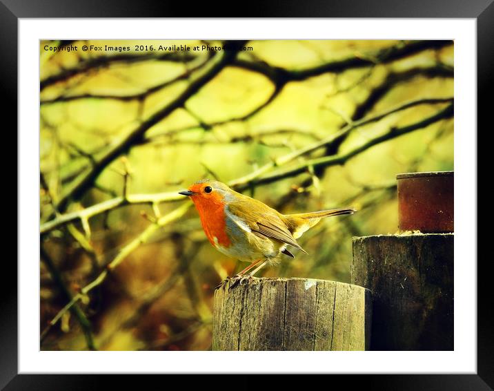 Robin Redbreast Framed Mounted Print by Derrick Fox Lomax