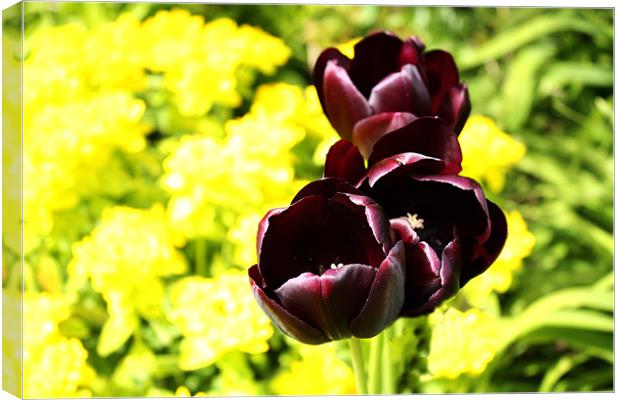 Tulips Canvas Print by Gavin Liddle