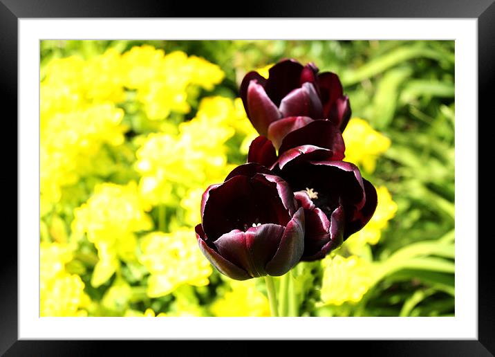 Tulips Framed Mounted Print by Gavin Liddle