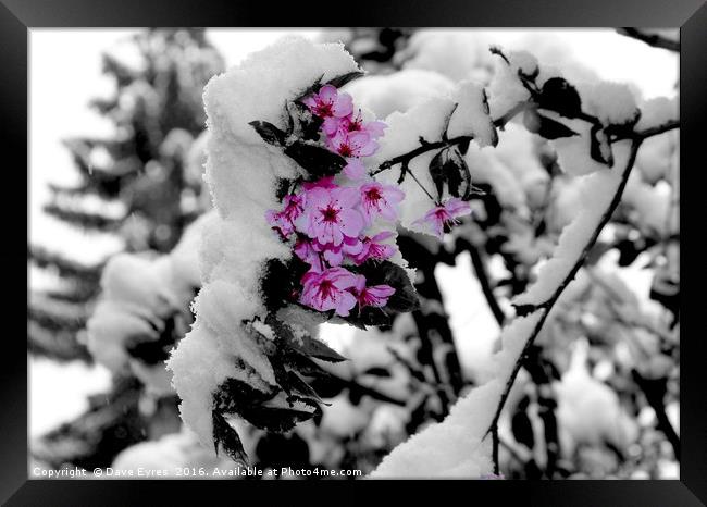 Snow Blossom Framed Print by Dave Eyres