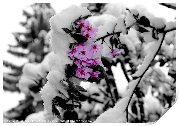 Snow Blossom Print by Dave Eyres
