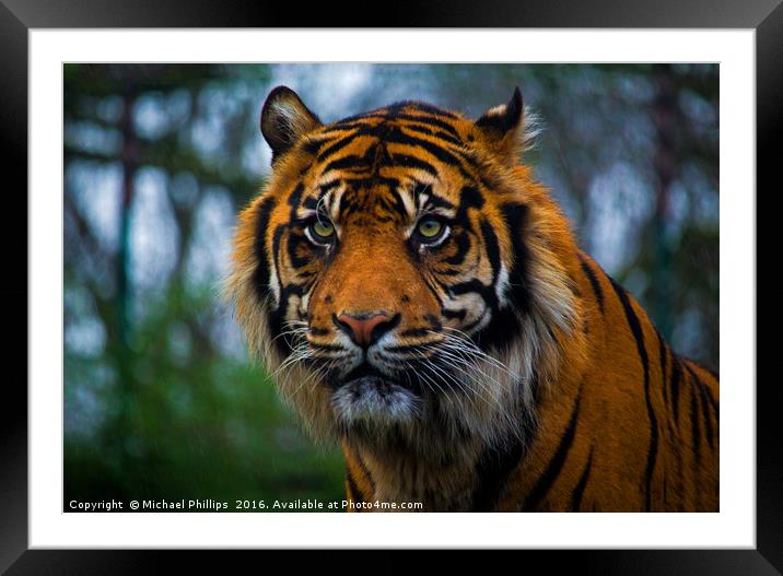 Fierce Framed Mounted Print by Michael Phillips