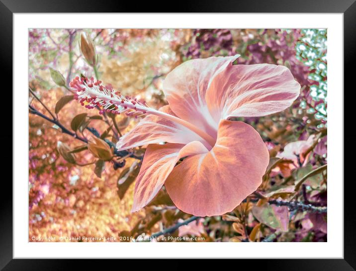 Fantasy Colors Hibiscus Flower Digital Art Framed Mounted Print by Daniel Ferreira-Leite