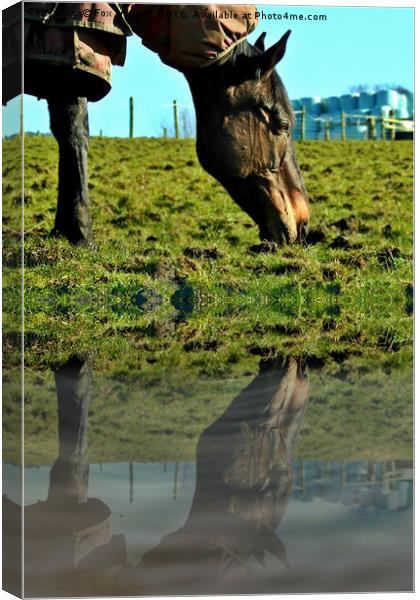 horse in the field Canvas Print by Derrick Fox Lomax