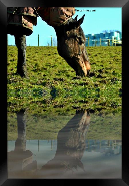 horse in the field Framed Print by Derrick Fox Lomax