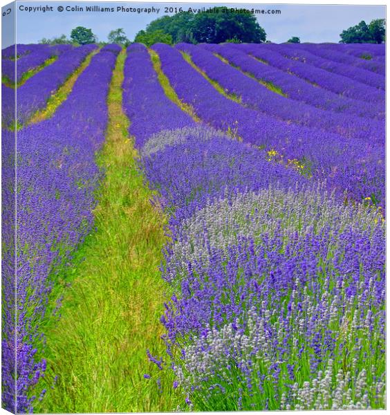 Mayfield Lavender Fields 5 Canvas Print by Colin Williams Photography