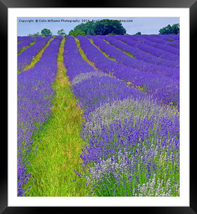 Mayfield Lavender Fields 5 Framed Mounted Print by Colin Williams Photography
