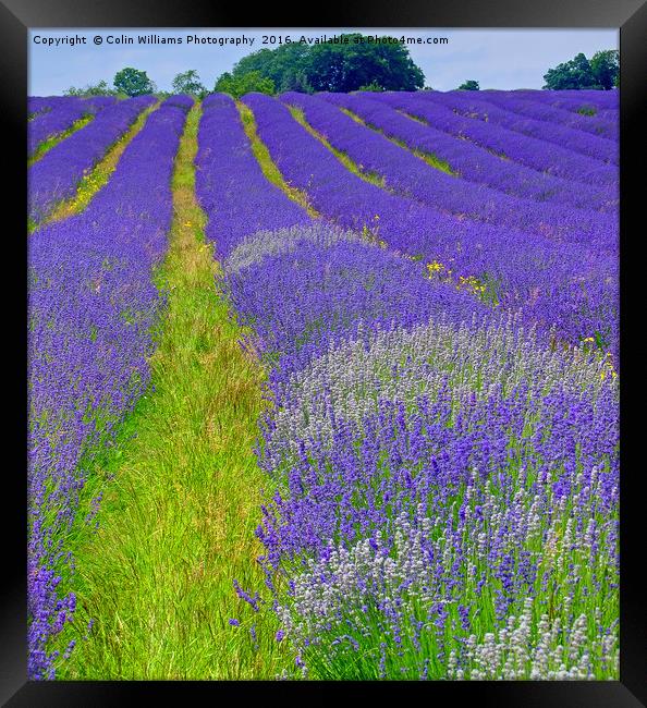 Mayfield Lavender Fields 5 Framed Print by Colin Williams Photography