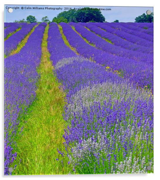 Mayfield Lavender Fields 5 Acrylic by Colin Williams Photography