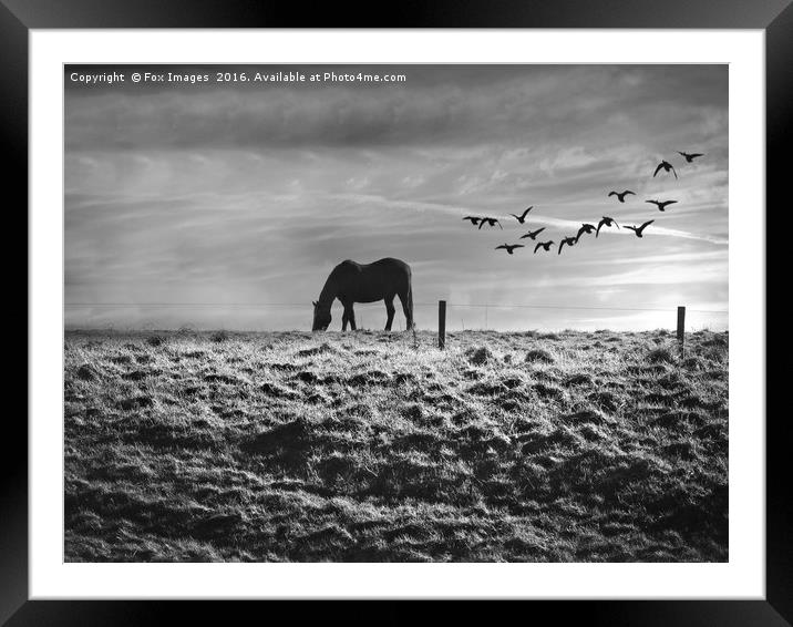 Horse on the hill Framed Mounted Print by Derrick Fox Lomax