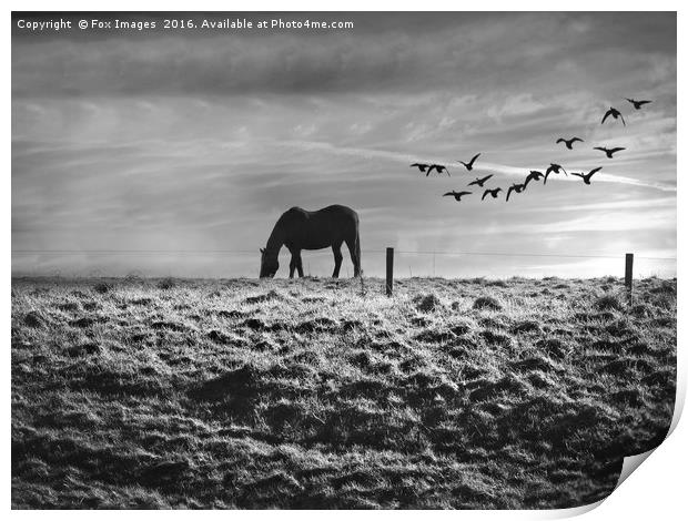 Horse on the hill Print by Derrick Fox Lomax