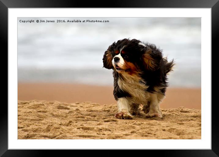 Little dog, windy beach Framed Mounted Print by Jim Jones