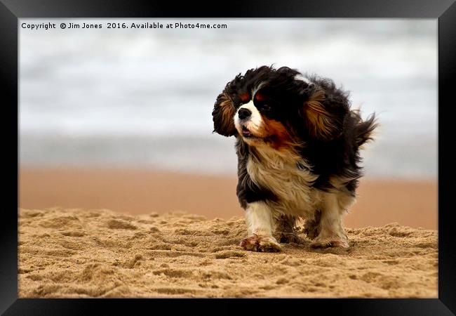 Little dog, windy beach Framed Print by Jim Jones