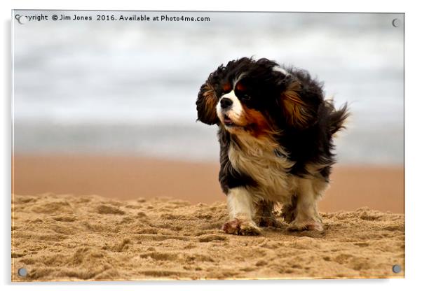 Little dog, windy beach Acrylic by Jim Jones