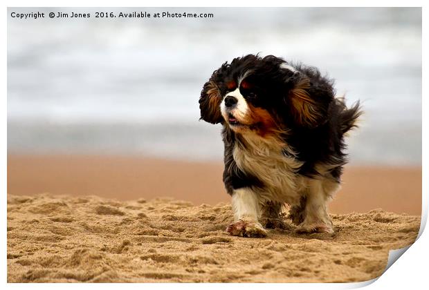 Little dog, windy beach Print by Jim Jones