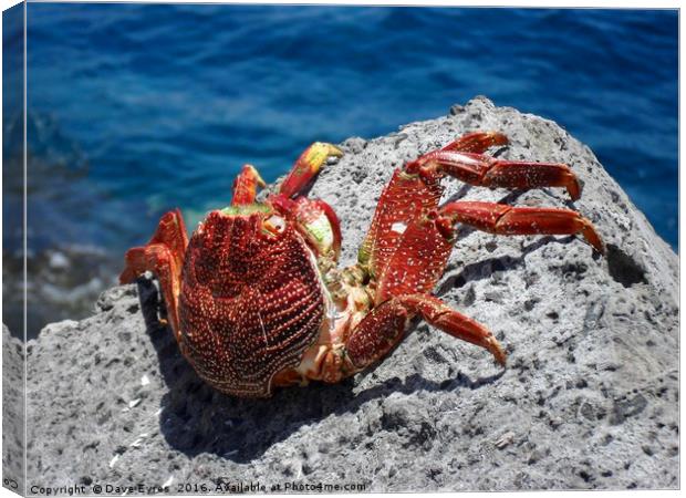Red Crab Canvas Print by Dave Eyres