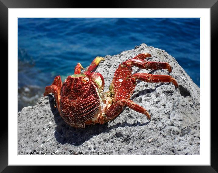 Red Crab Framed Mounted Print by Dave Eyres