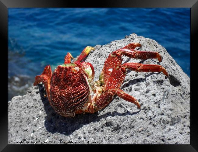 Red Crab Framed Print by Dave Eyres
