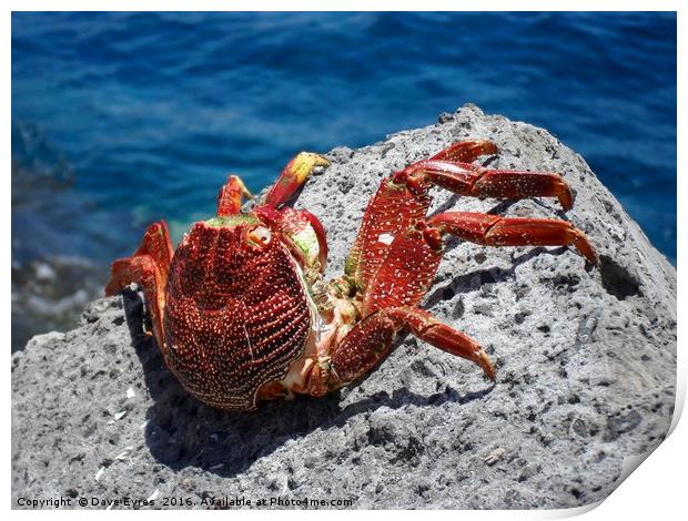Red Crab Print by Dave Eyres