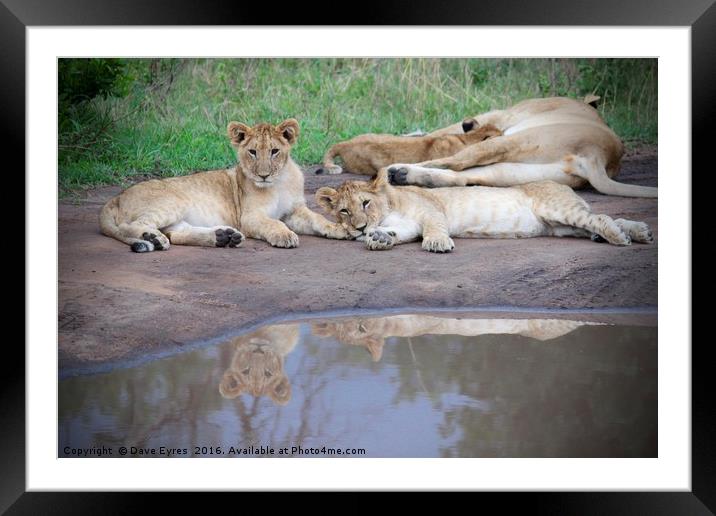 Lion Cubs Reflecting Framed Mounted Print by Dave Eyres