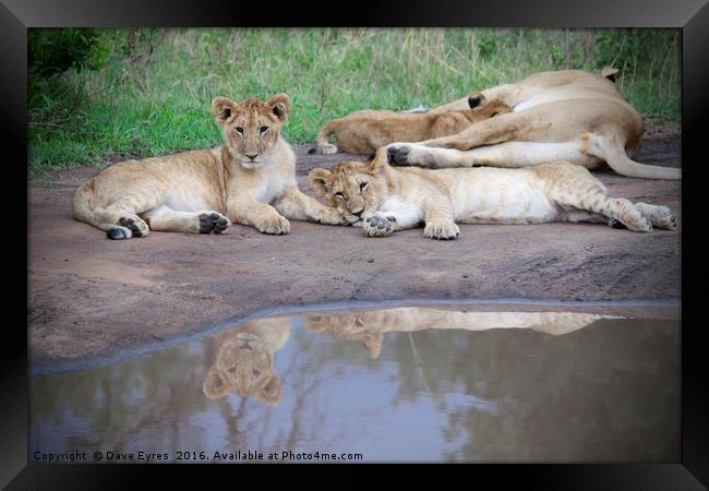 Lion Cubs Reflecting Framed Print by Dave Eyres