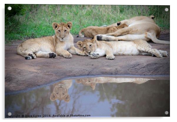 Lion Cubs Reflecting Acrylic by Dave Eyres
