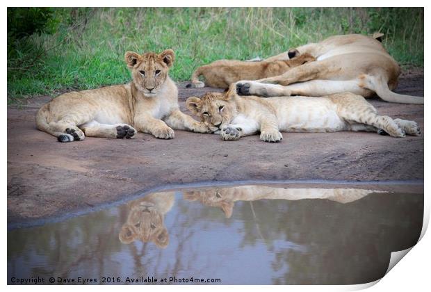 Lion Cubs Reflecting Print by Dave Eyres