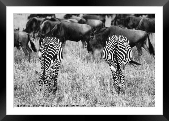 Grazing Zebra Framed Mounted Print by Dave Eyres