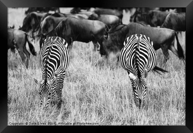 Grazing Zebra Framed Print by Dave Eyres