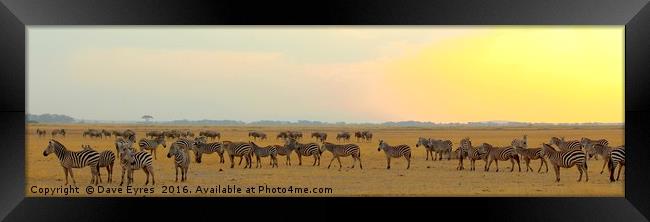 Zebra at Sunset Framed Print by Dave Eyres