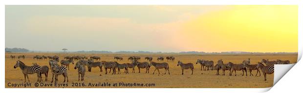 Zebra at Sunset Print by Dave Eyres